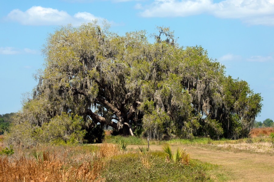 Big live oak tree draped in moss, St. Cloud, Florida.