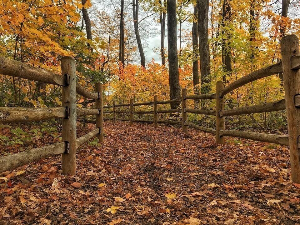 Fall colours in my friend’s backyard
#Golden