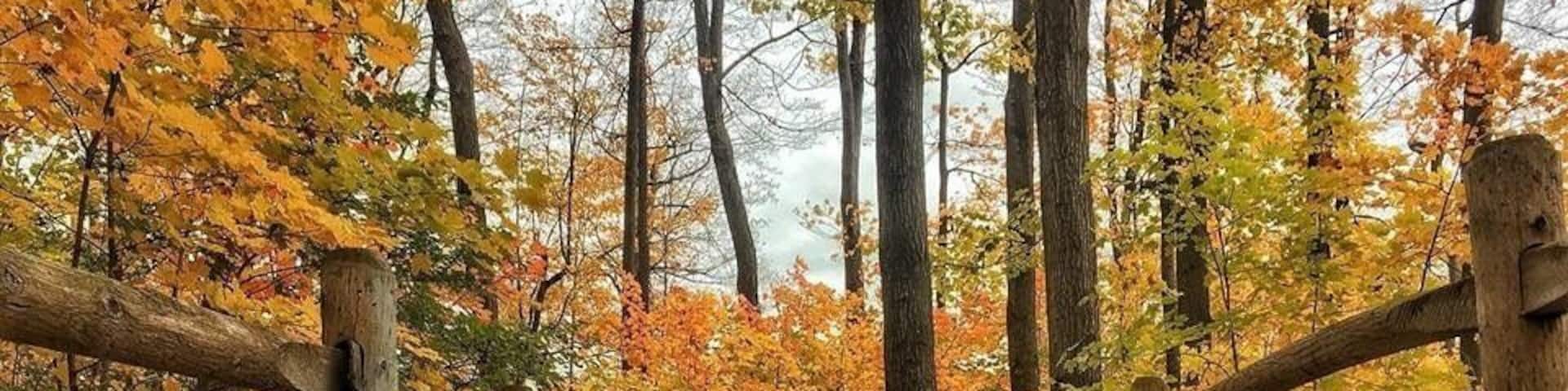 Fall colours in my friend’s backyard
#Golden