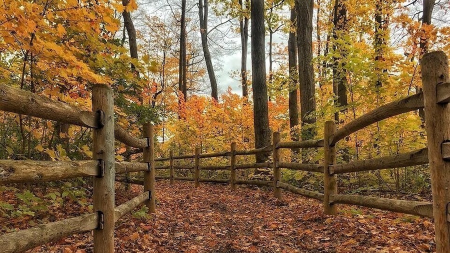 Fall colours in my friend’s backyard
#Golden