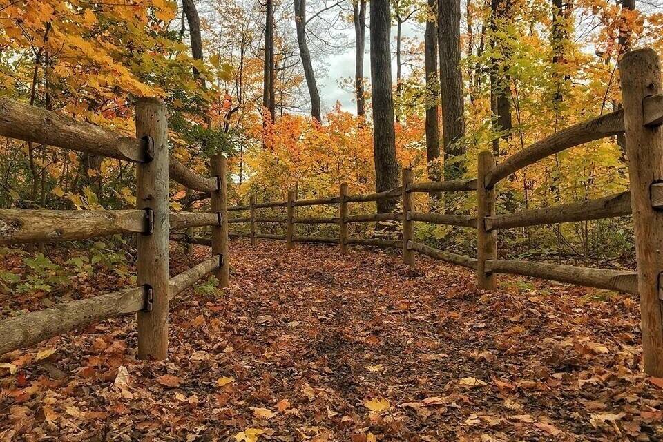 Ein Holzzaun in einem Wald, umgeben von Herbstlaub.
