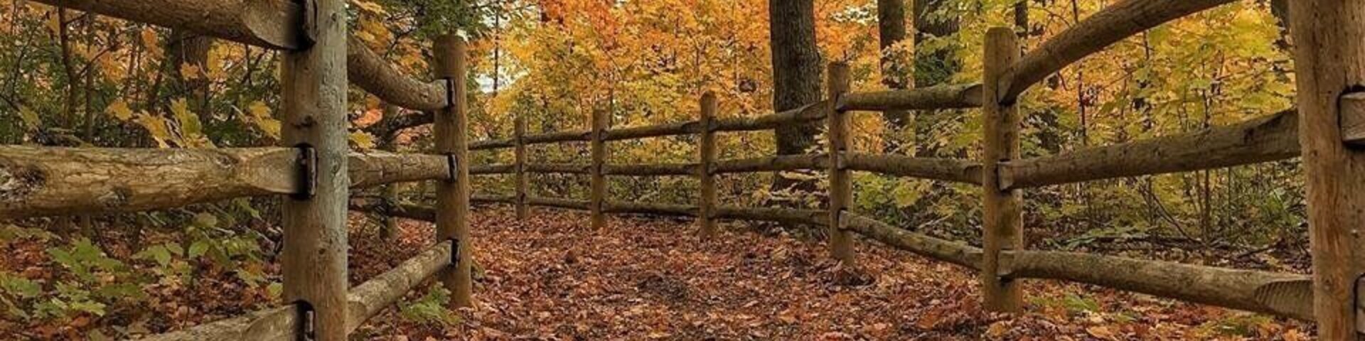 Fall colours in my friend’s backyard
#Golden