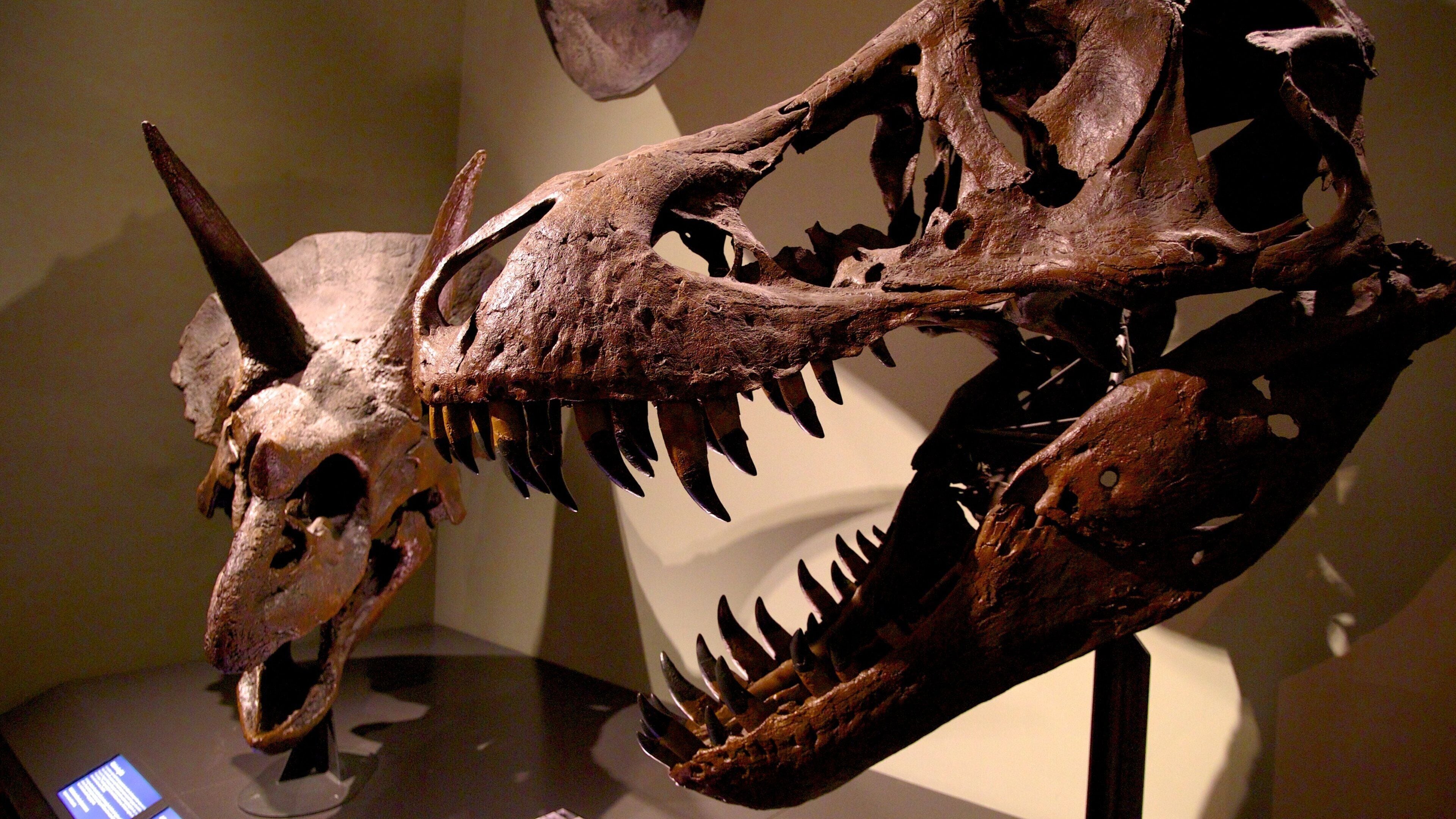 Museum of Natural History which includes interior views