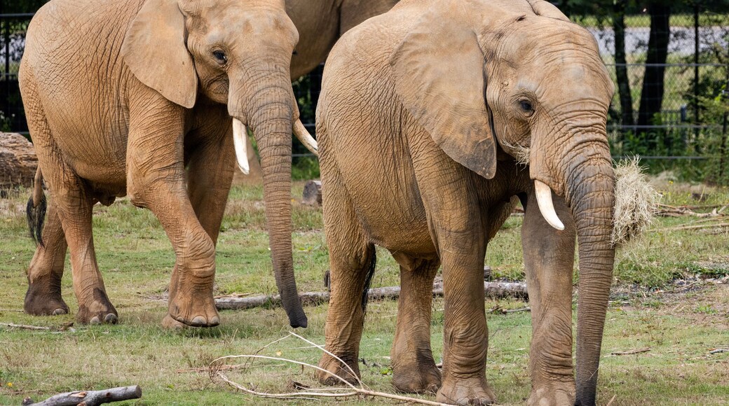 Dierentuin van Birmingham