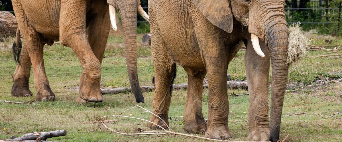 African Elephant in a zoo setting in Birmingham Alabama.