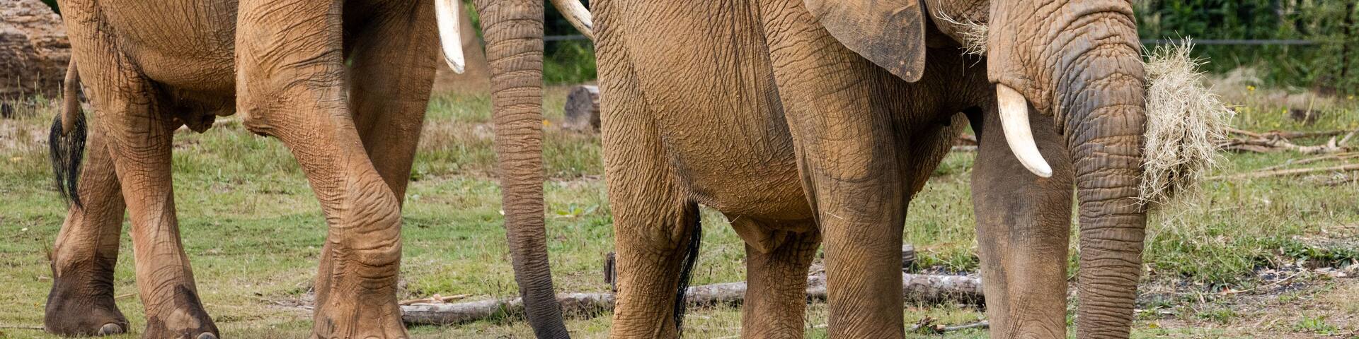 African Elephant in a zoo setting in Birmingham Alabama.