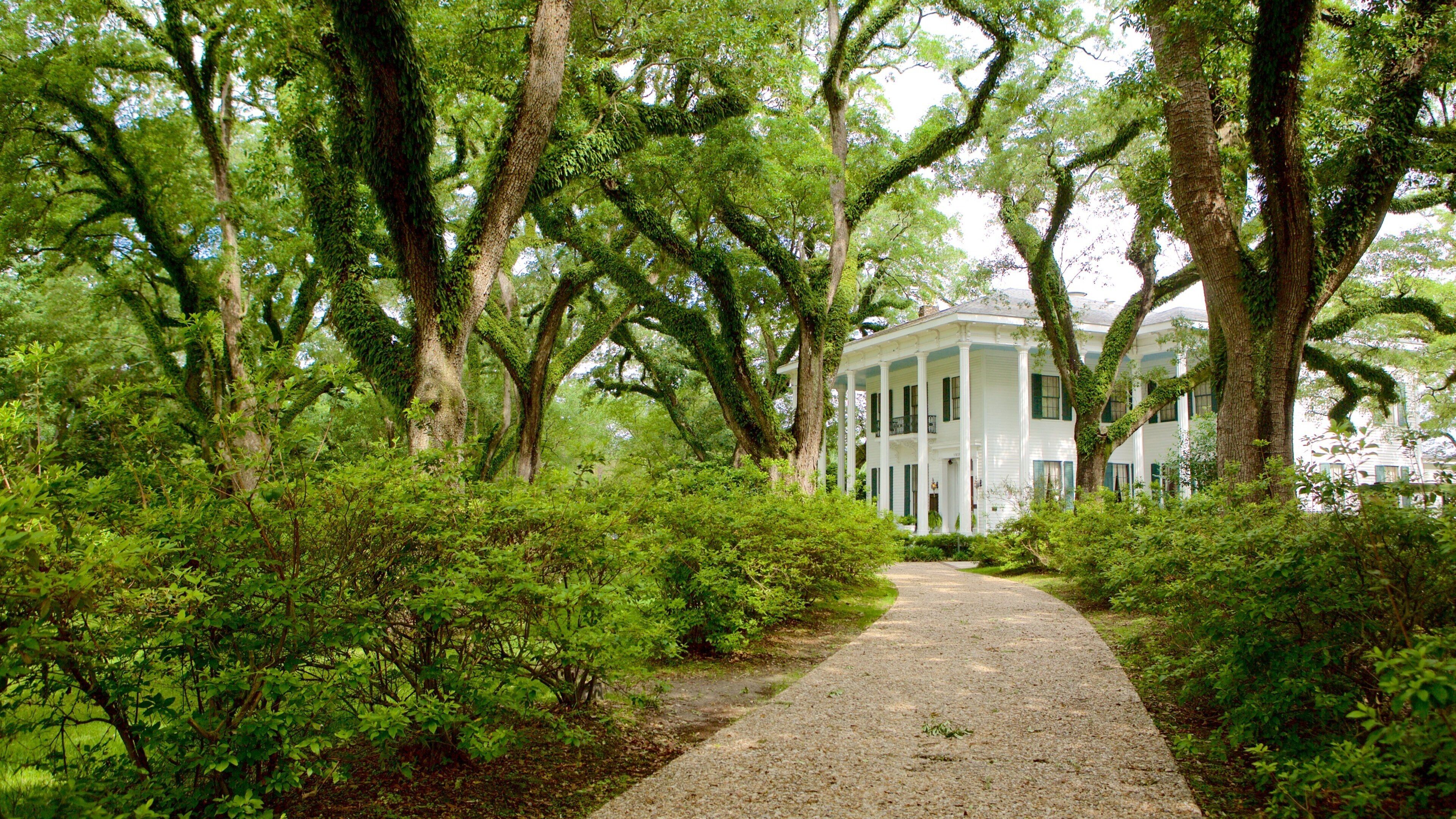 A gravel path leading to a white colonial-style house surrounded by lush green trees and shrubbery.