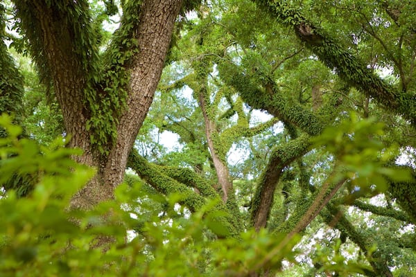 Bragg-Mitchell Mansion which includes a garden
