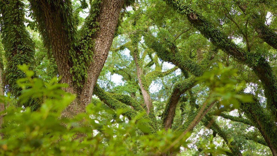 Bragg-Mitchell Mansion which includes a garden