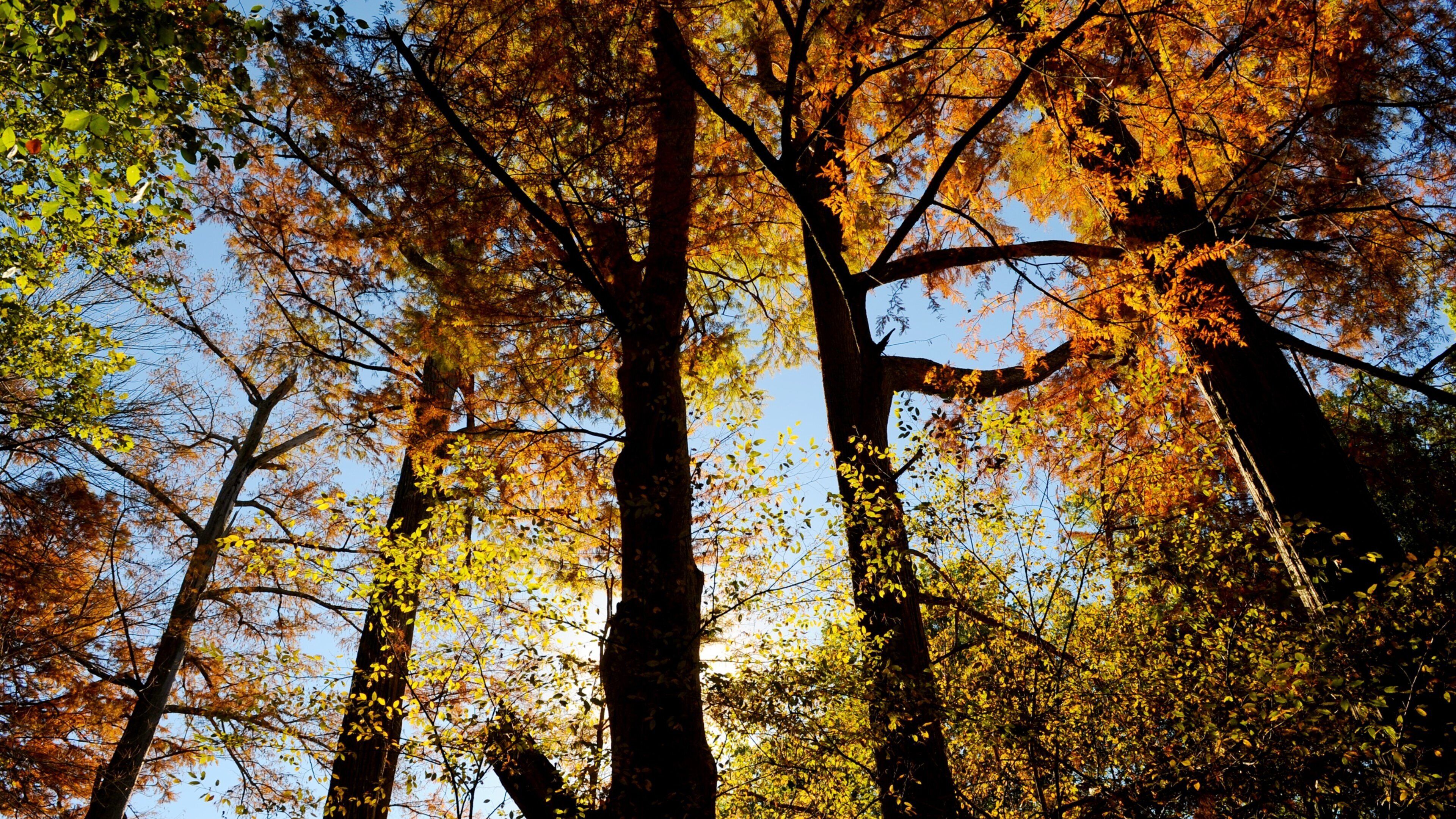 Pinnacle Mountain State Park featuring autumn leaves and forests