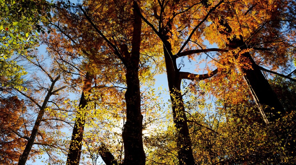 Pinnacle Mountain State Park featuring autumn leaves and forests