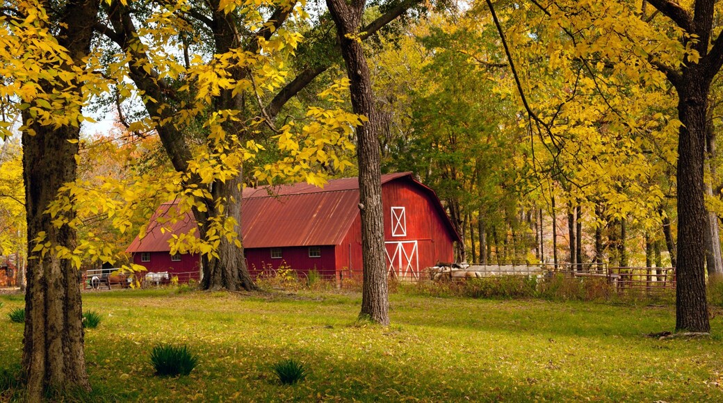 Pinnacle Mountain State Park mostrando tierra de cultivo, bosques y hojas de otoño