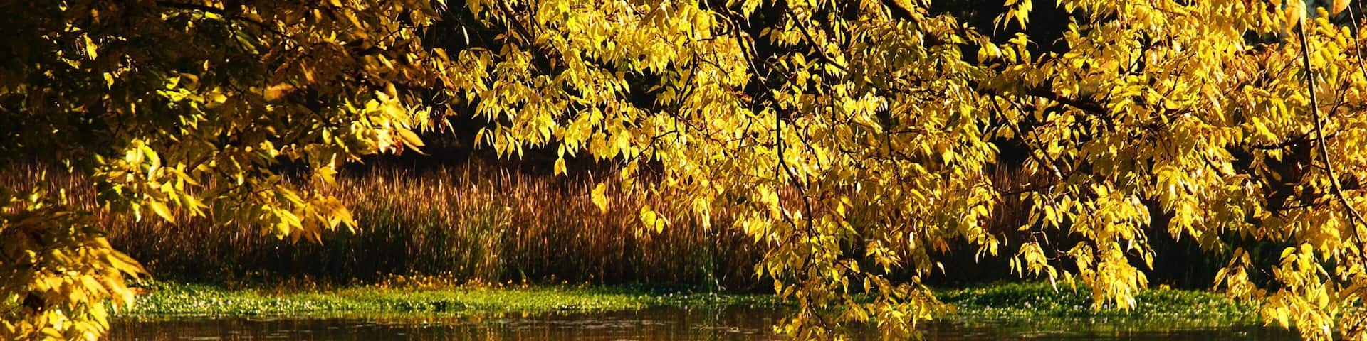 Pinnacle Mountain State Park showing a river or creek, autumn leaves and kayaking or canoeing