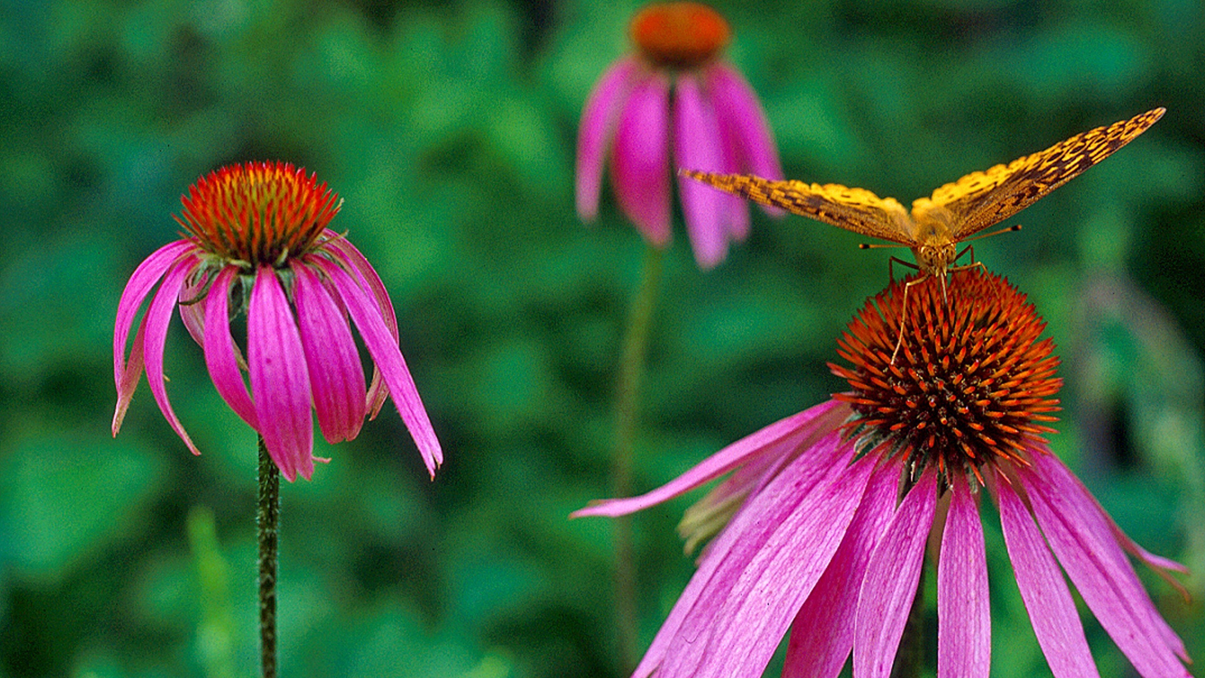 Botanical Garden of the Ozarks which includes animals and flowers
