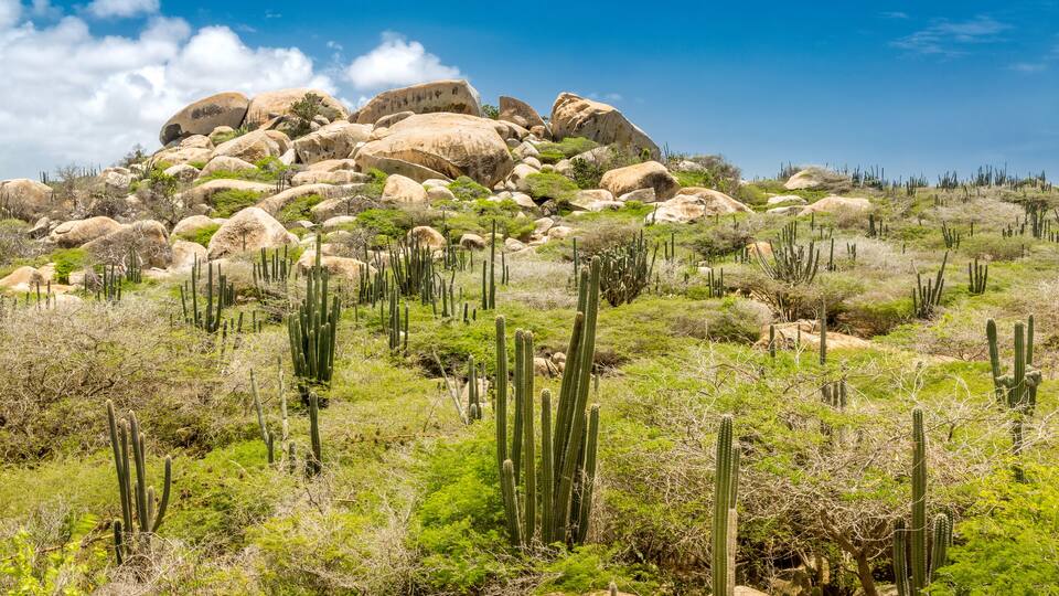 En klippefyldt bakke med kaktusser og sparsom vegetation under en klar blå himmel.