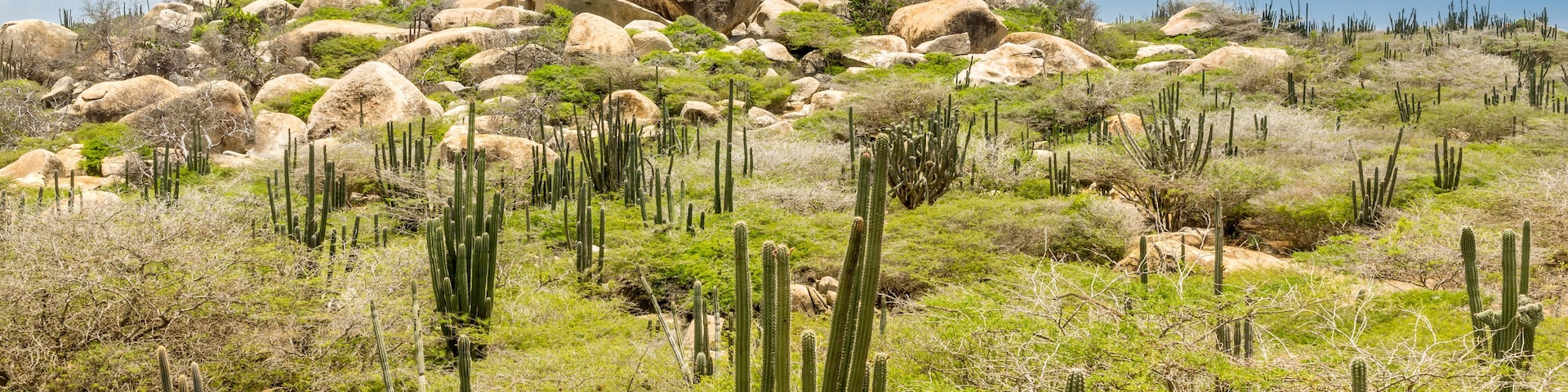 Ayo Rock formation and typical cacti in the Arikok national park, Aruba