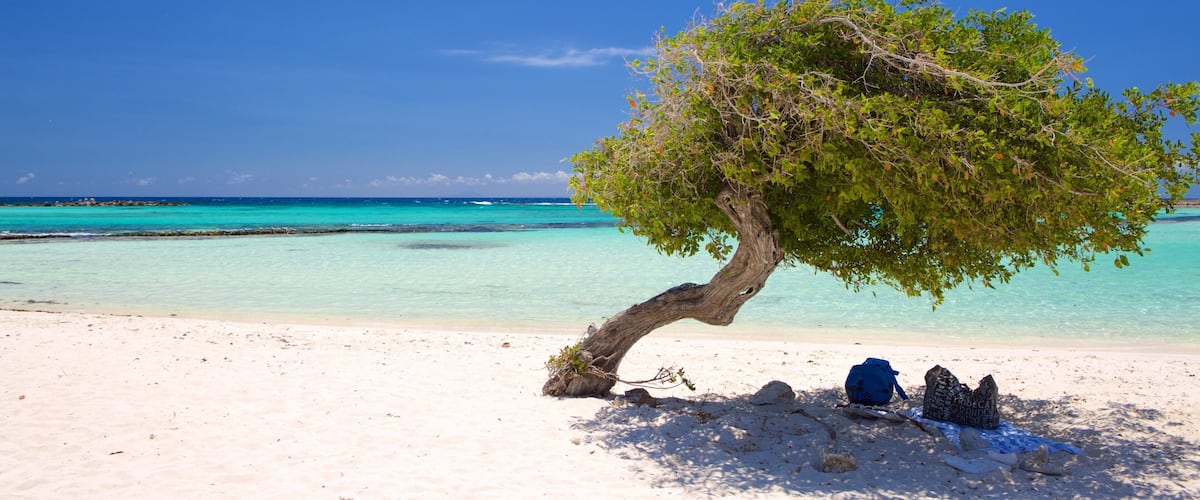 A beach with clear turquoise water, a large tree, and a few people sitting under the tree.