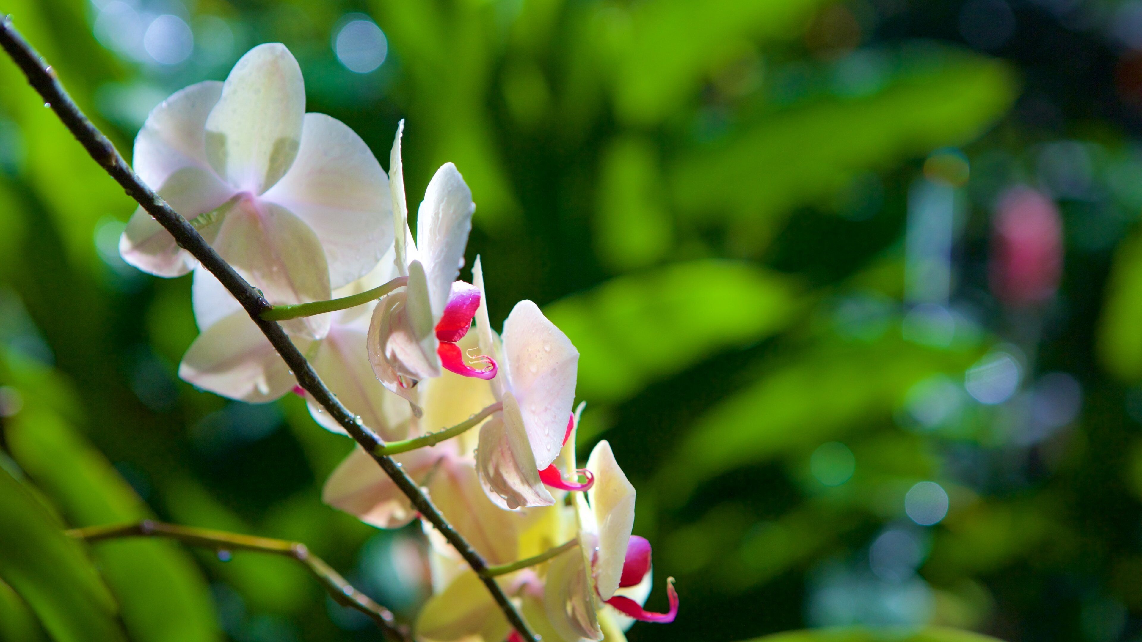 Ferme aux papillons mettant en vedette fleurs