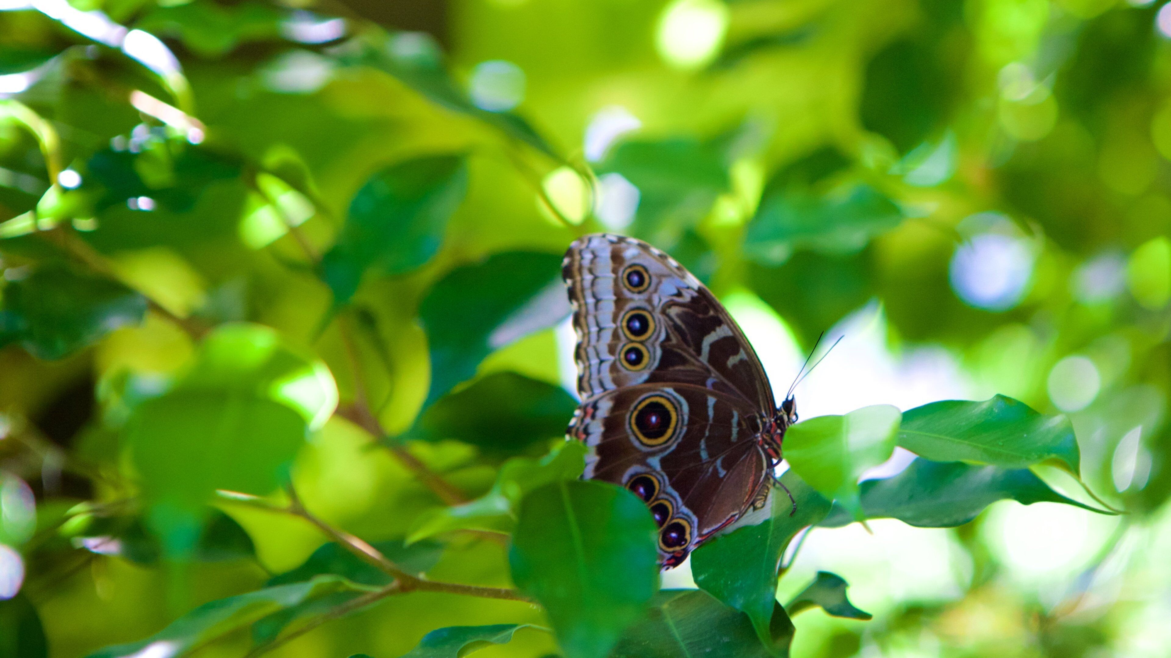 Ferme aux papillons qui includes animaux
