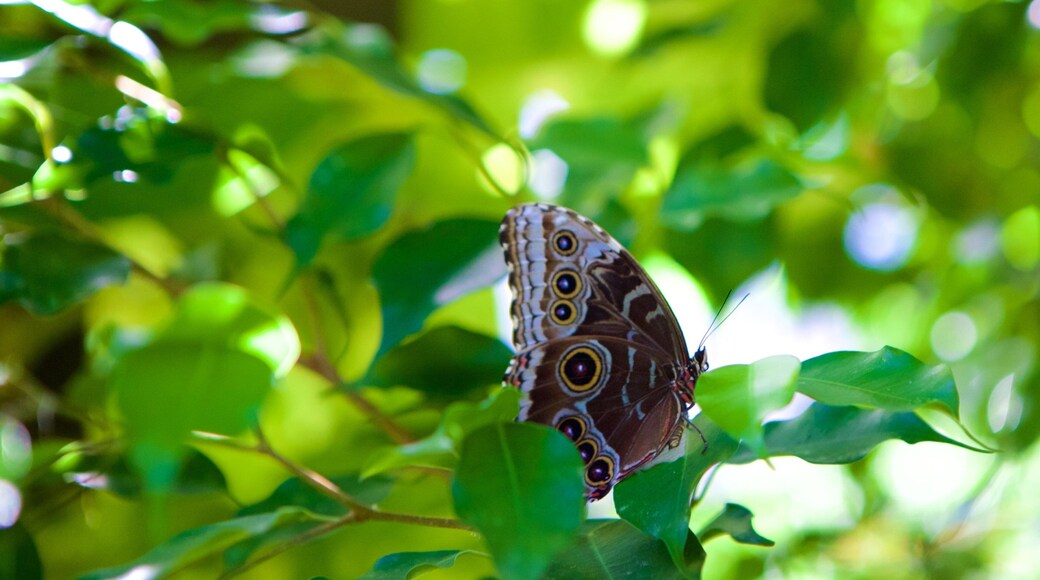 Ferme aux papillons qui includes animaux