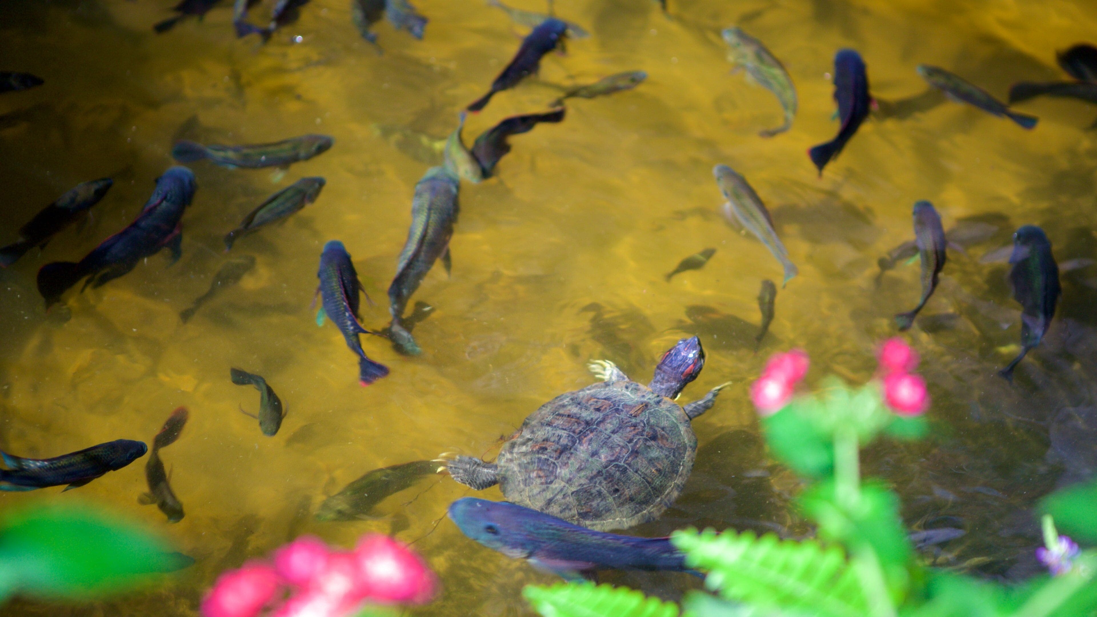 Butterfly Farm which includes a pond and animals