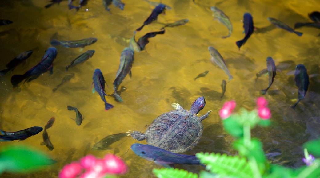 Butterfly Farm which includes a pond and animals