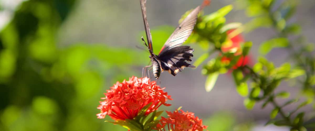 Butterfly Farm
