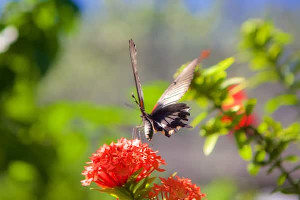 バタフライ ファーム