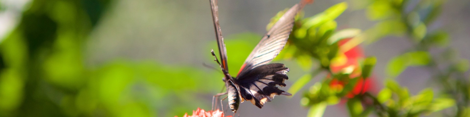 Mariposario