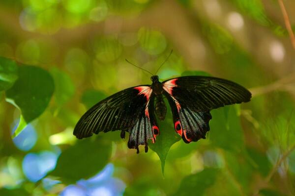 バタフライ ファーム どの含み 動物