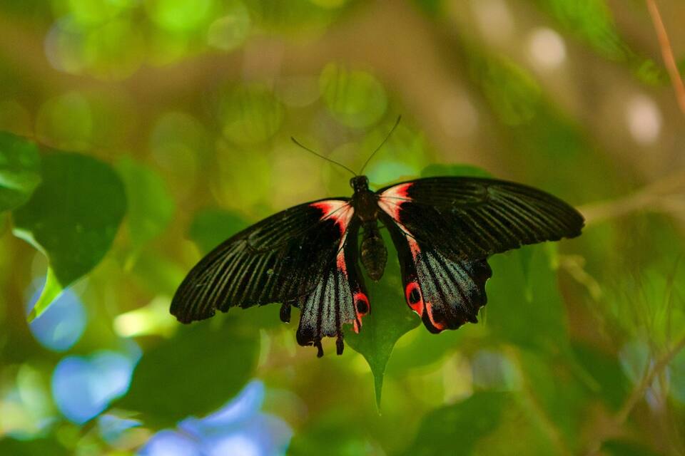 Una mariposa con alas negras y manchas rojas sobre una hoja verde.