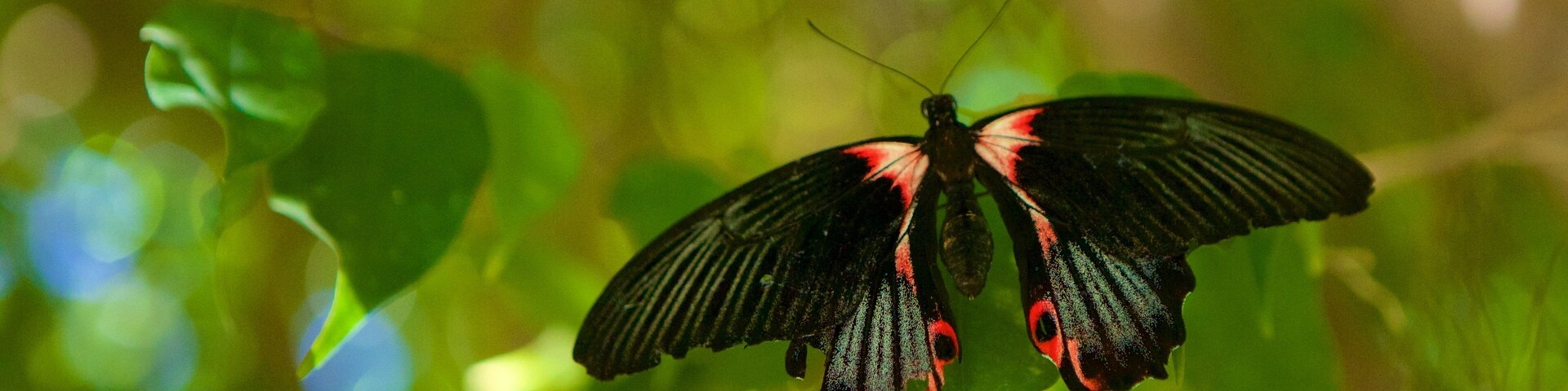 Mariposario ofreciendo animales