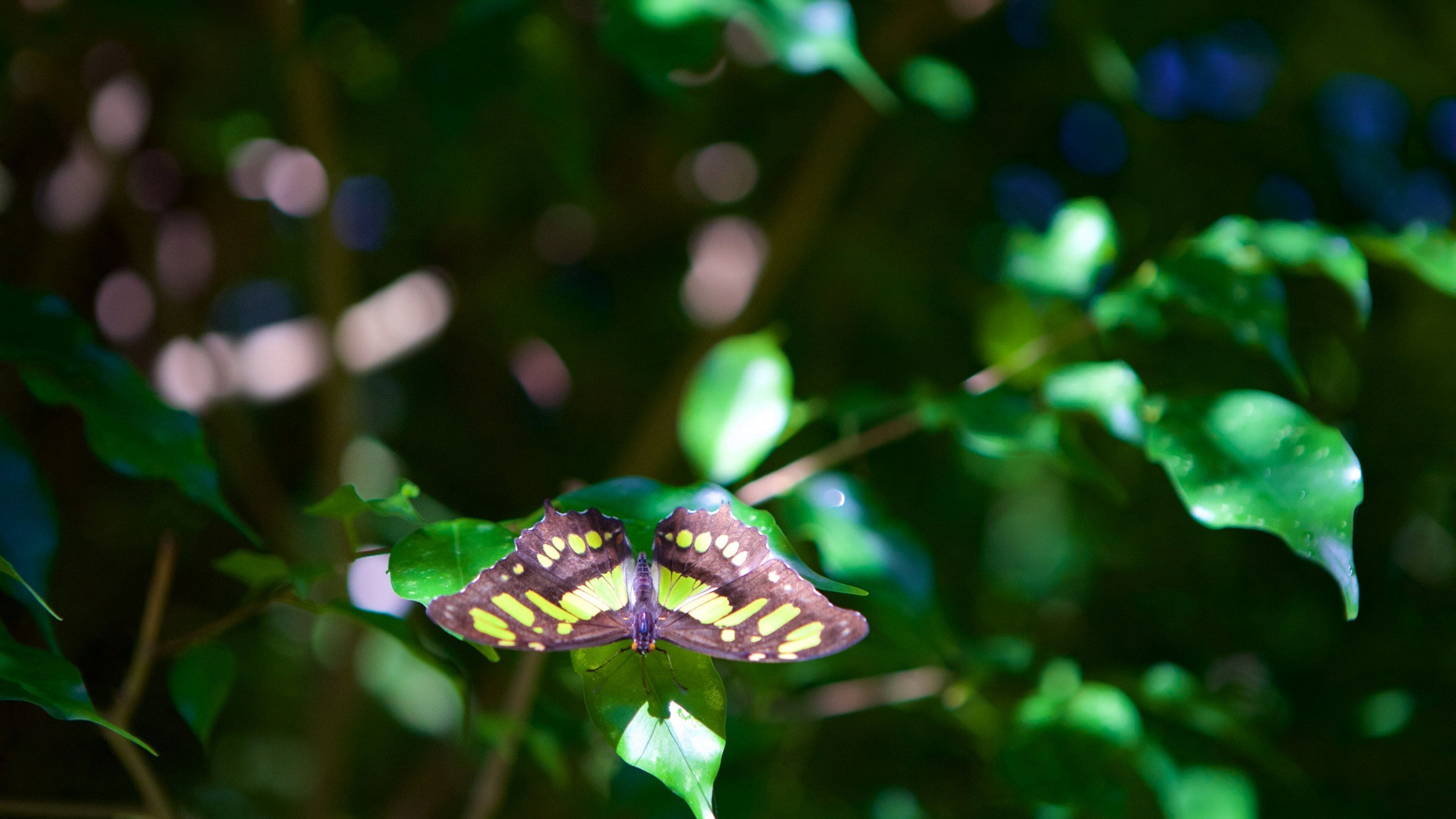 Sommerfulgfarm som inkluderer dyr