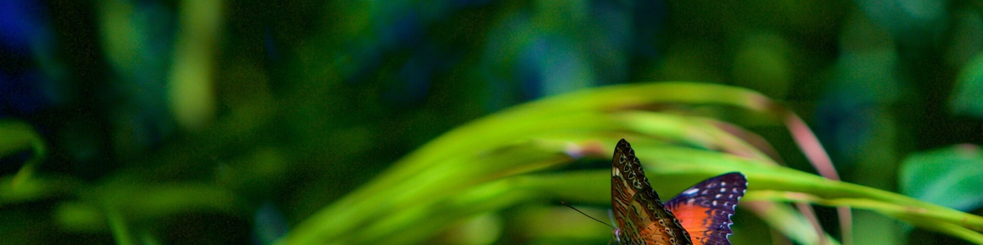 Butterfly Farm featuring animals