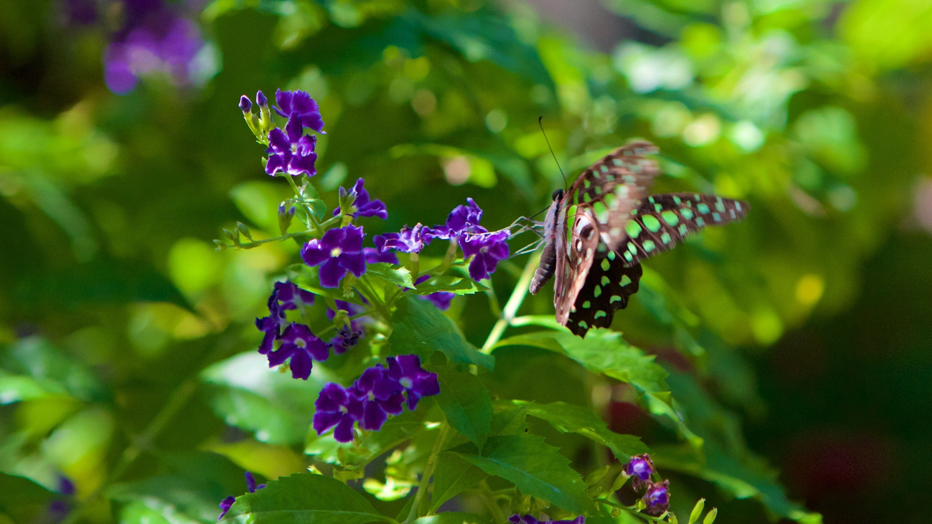 Butterfly Farm which includes animals