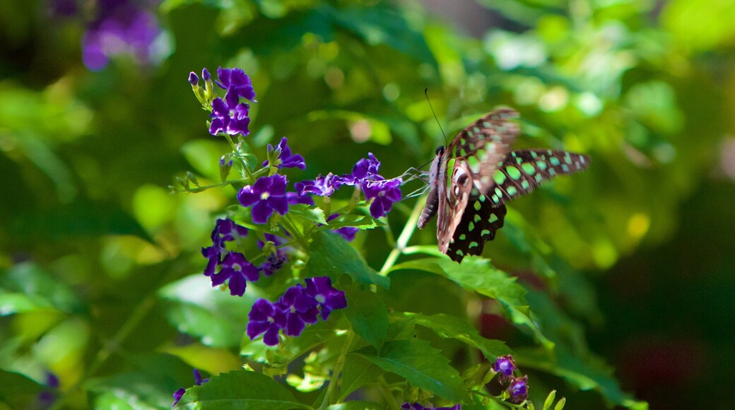 Butterfly Farm which includes animals