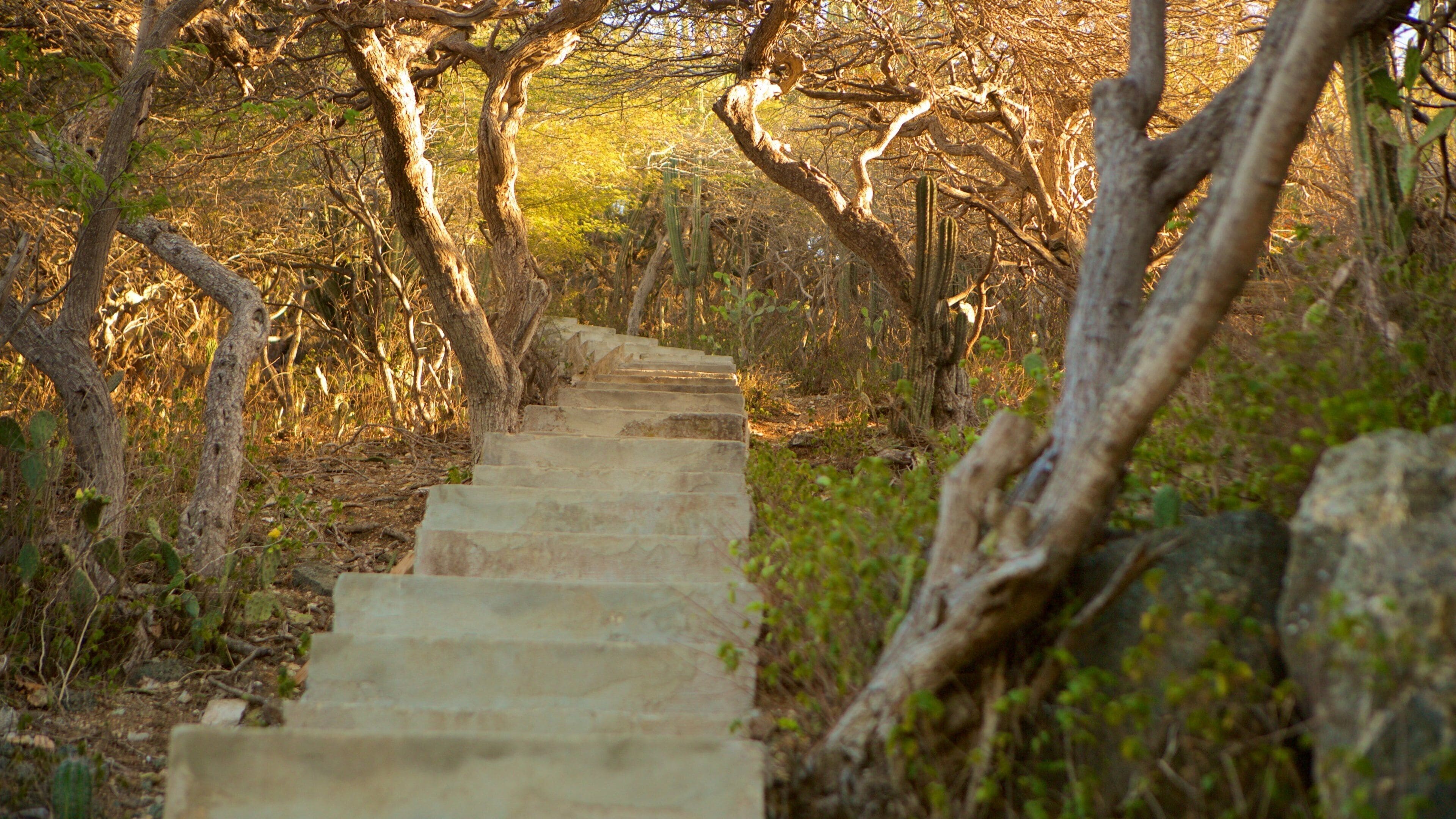 Hooiberg featuring forest scenes