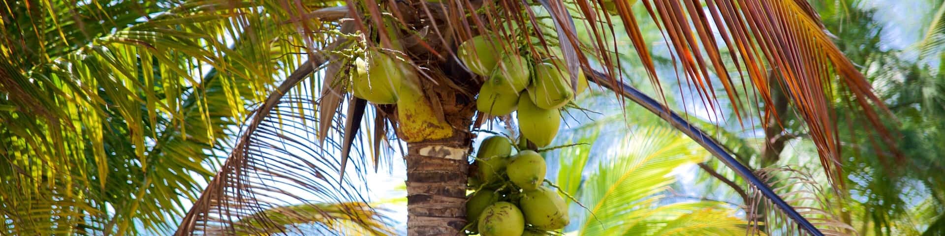 Maya Beach showing tropical scenes