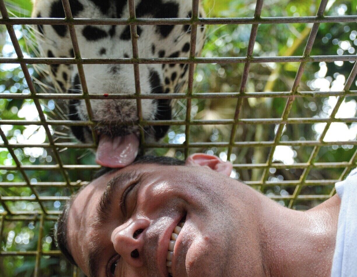 Licked by a jaguar at the Belize Zoo. The Belize Zoo, between Belize City and Belmopan, is unusual in that it contains only animals native to Belize and that all of the animals are rescues, often from being injured by run-ins with humans or their cars. For an extra fee you can have a close encounter with a jaguar and maybe even get licked by him if he likes you.