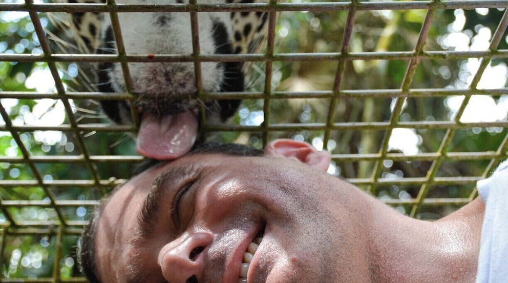 Licked by a jaguar at the Belize Zoo. The Belize Zoo, between Belize City and Belmopan, is unusual in that it contains only animals native to Belize and that all of the animals are rescues, often from being injured by run-ins with humans or their cars. For an extra fee you can have a close encounter with a jaguar and maybe even get licked by him if he likes you.