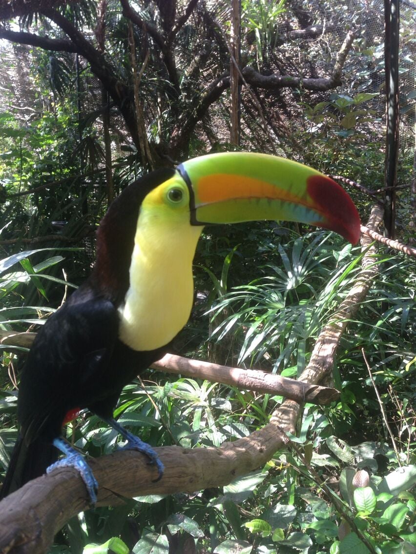 A toucan perched on a branch in a dense, green forest.