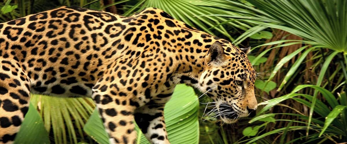 The Belize Zoo is one of the most popular attractions in Belize City (or just outside, in this case). The 29-acre zoo is home to over 120 species of animals native to Belize. You'll get to see jaguars, macaws, snakes, pumas, tapirs, crocodiles, assorted birds, and more. Most of the animal interactions are pretty close, lending a personal feel to the "best little zoo in the world."
#wildlife