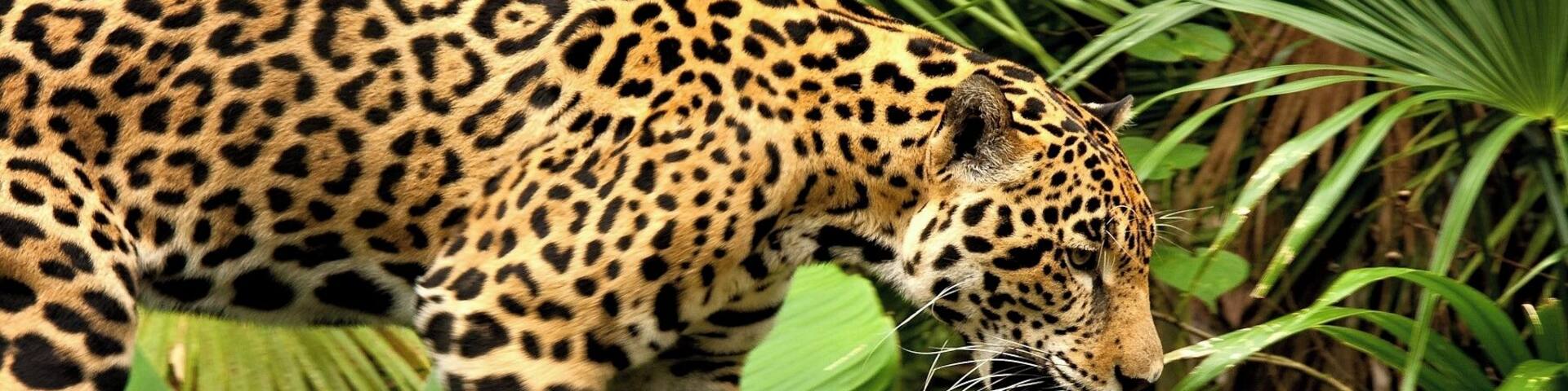 The Belize Zoo is one of the most popular attractions in Belize City (or just outside, in this case). The 29-acre zoo is home to over 120 species of animals native to Belize. You'll get to see jaguars, macaws, snakes, pumas, tapirs, crocodiles, assorted birds, and more. Most of the animal interactions are pretty close, lending a personal feel to the "best little zoo in the world."
#wildlife