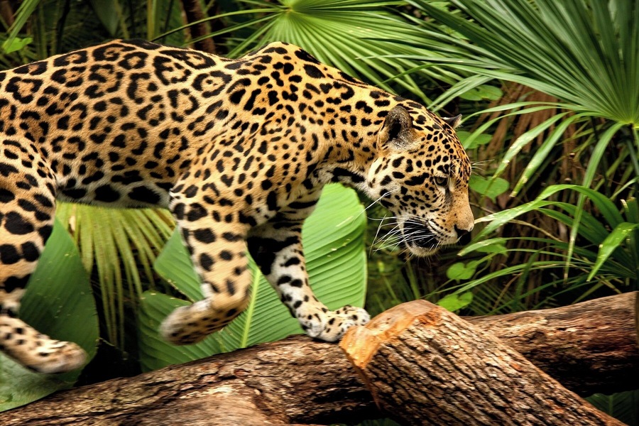 The Belize Zoo is one of the most popular attractions in Belize City (or just outside, in this case). The 29-acre zoo is home to over 120 species of animals native to Belize. You'll get to see jaguars, macaws, snakes, pumas, tapirs, crocodiles, assorted birds, and more. Most of the animal interactions are pretty close, lending a personal feel to the "best little zoo in the world."
#wildlife