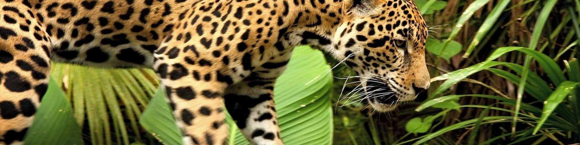 The Belize Zoo is one of the most popular attractions in Belize City (or just outside, in this case). The 29-acre zoo is home to over 120 species of animals native to Belize. You'll get to see jaguars, macaws, snakes, pumas, tapirs, crocodiles, assorted birds, and more. Most of the animal interactions are pretty close, lending a personal feel to the "best little zoo in the world."
#wildlife