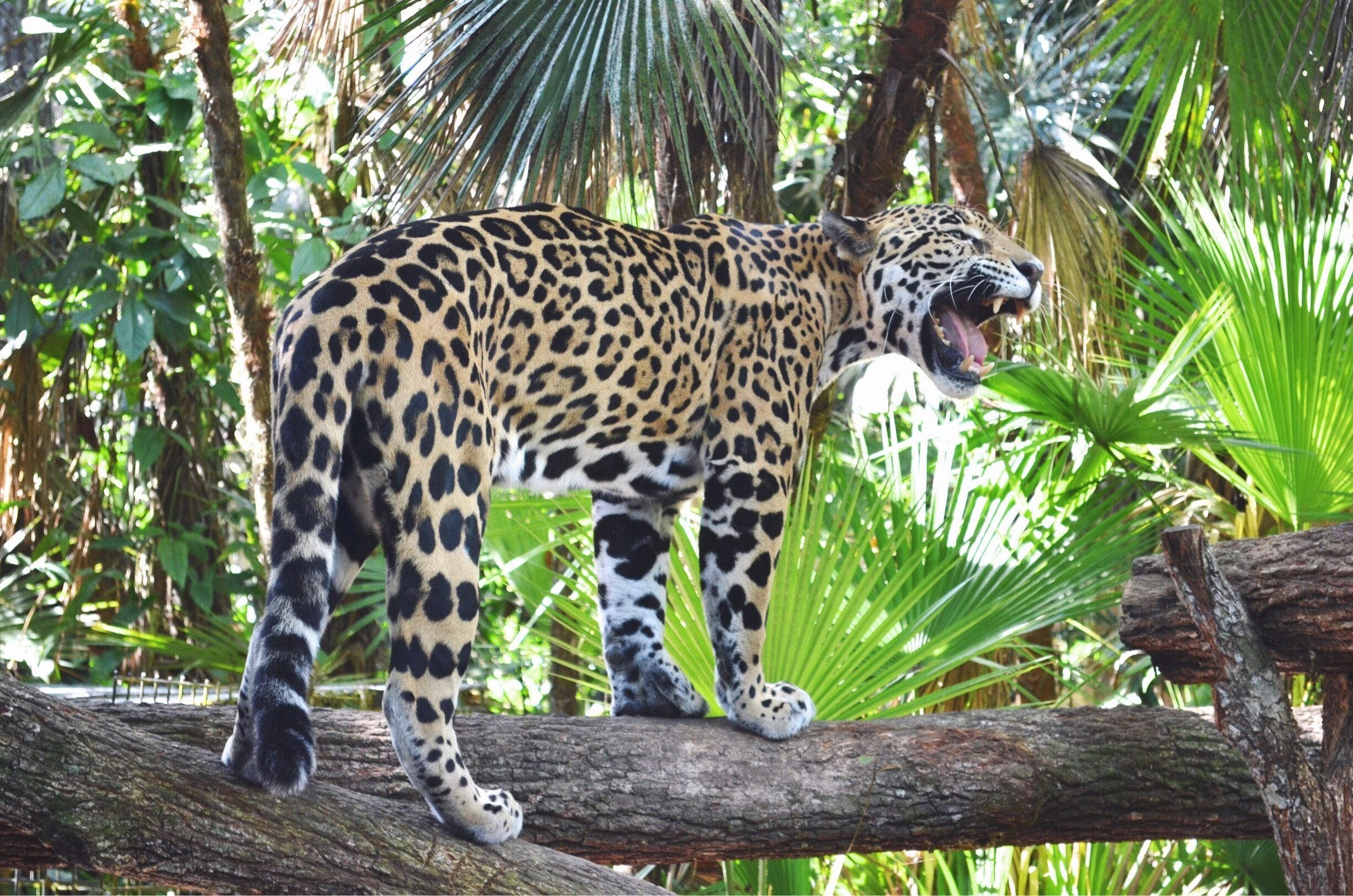 This guy's name is Junior. I got to pet him and feed him and as ferocious as he looks, he's a big baby. This zoo is the coolest! All the animals that are there are native to Belize so they are all in their natural habitat 🐾 #Belize #Zoo