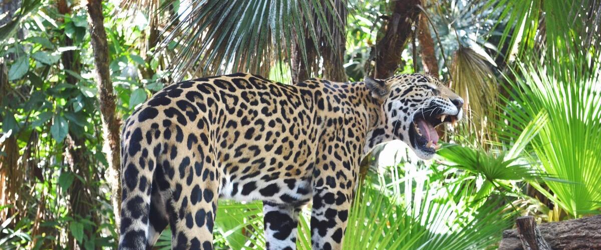 This guy's name is Junior. I got to pet him and feed him and as ferocious as he looks, he's a big baby. This zoo is the coolest! All the animals that are there are native to Belize so they are all in their natural habitat 🐾 #Belize #Zoo