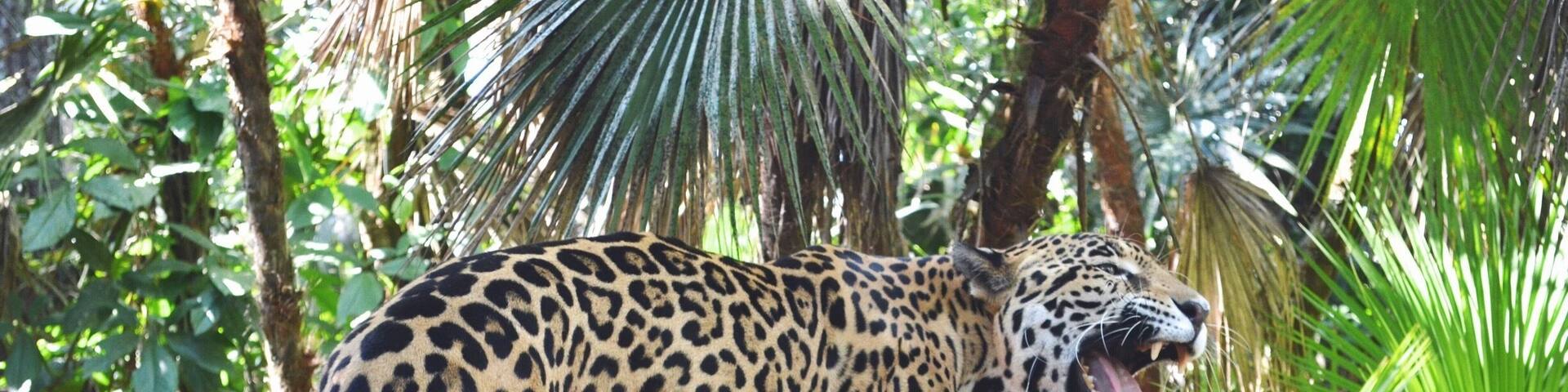 This guy's name is Junior. I got to pet him and feed him and as ferocious as he looks, he's a big baby. This zoo is the coolest! All the animals that are there are native to Belize so they are all in their natural habitat 🐾 #Belize #Zoo