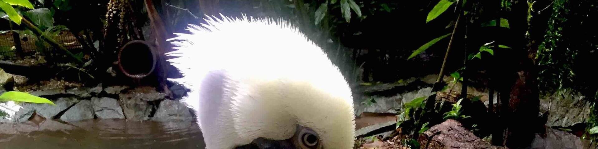 Animals at this zoo are rescues, not captured from the wild ❤️