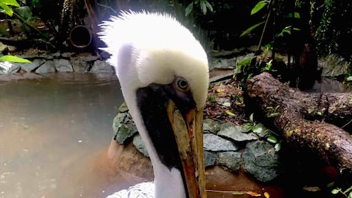 Animals at this zoo are rescues, not captured from the wild ❤️